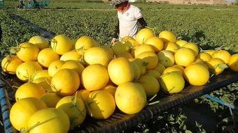 沙漠吃蜜瓜视频,蜜瓜在沙漠中的甜蜜奇迹