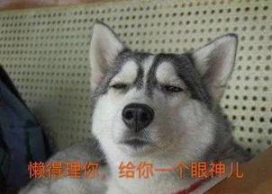 哈士奇带你吃瓜的视频,萌宠美食之旅