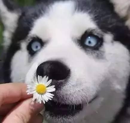 哈士奇带你吃瓜的视频,萌宠美食之旅