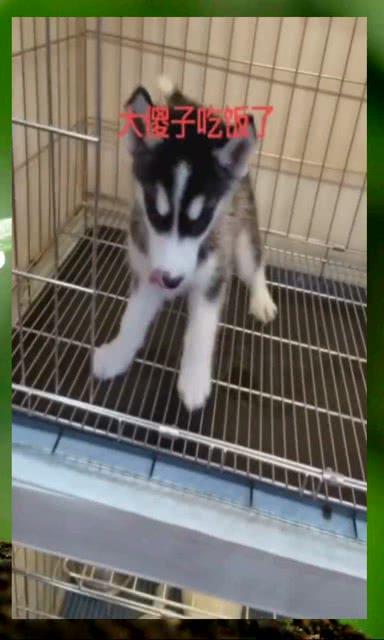 哈士奇带你吃瓜的视频,萌宠美食之旅