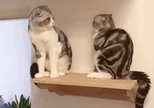 天热吃瓜的搞笑视频图片,天热吃瓜搞笑视频大盘点