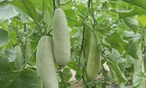 吃羊角瓜搞笑视频大全,笑料横生，欢乐无限