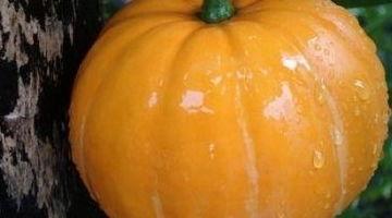 可瓜怎么吃营养最丰富视频