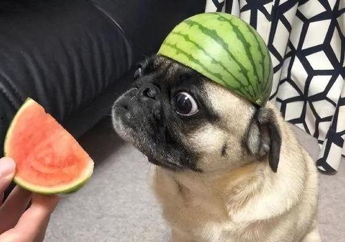 瓜王视频搞笑带你吃瓜,带你畅游吃瓜盛宴