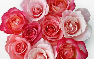 吃瓜女孩玫瑰花视频大全,玫瑰花视频大全盘点