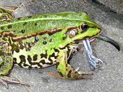 吃瓜的青蛙原视频,揭秘幕后真相，带你领略网络热点的魅力