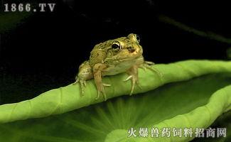 吃瓜的青蛙原视频,揭秘幕后真相，带你领略网络热点的魅力