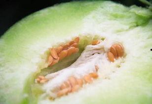 吃瓜号起号视频,揭秘吃瓜号爆火背后的起号视频秘籍