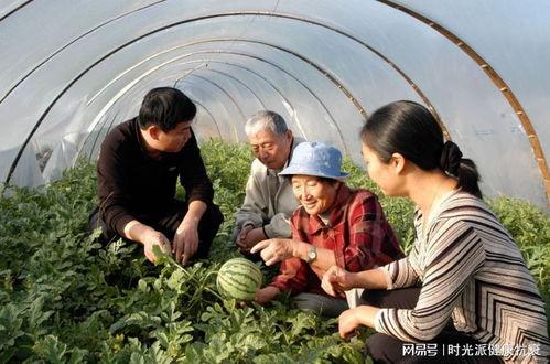 河南牛屯吃瓜视频,一场乡村生活的趣味演绎