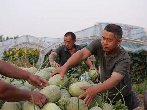河南牛屯吃瓜视频,一场乡村生活的趣味演绎