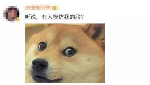 狗头箩筣视频吃瓜,吃瓜群众的欢乐盛宴