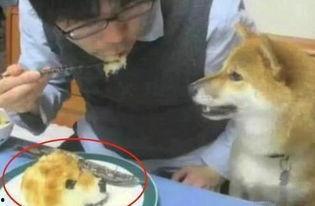 狗头箩筣视频吃瓜,吃瓜群众的欢乐盛宴