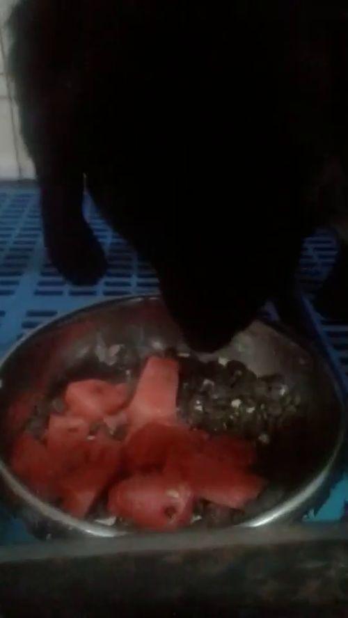 麒麟瓜吃胖不胖呀视频,吃它真的会发胖吗？