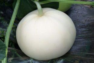 吃梨瓜搞笑视频,笑果连连，梨瓜界的欢乐盛宴