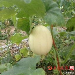 吃梨瓜搞笑视频,笑果连连，梨瓜界的欢乐盛宴