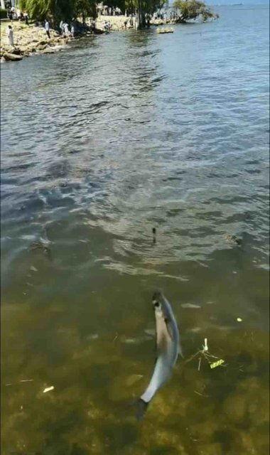 吃瓜发视频钓鱼,警惕网络诈骗！