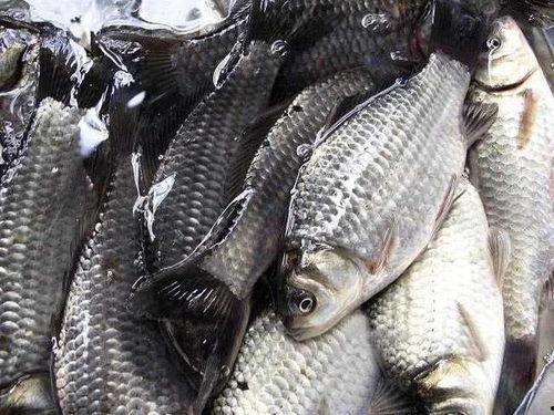 鲫瓜鱼怎么炸着吃视频教程,家常美味炸鱼教程