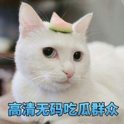 吃瓜群众表情合集视频,笑料百出，表情包盛宴