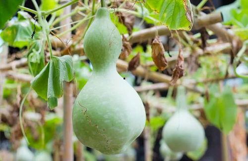 吃葫芦瓜头的视频,视频带你领略独特风味