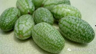 小瓜能天天吃吗有毒吗视频,小瓜天天吃安全吗？揭秘其潜在毒性