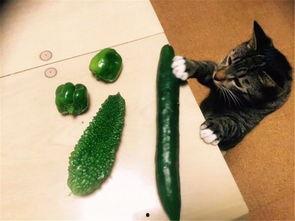 猫猫吃蔬菜吃瓜的视频,猫咪蔬菜瓜果大餐秀