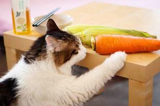 猫猫吃蔬菜吃瓜的视频,猫咪蔬菜瓜果大餐秀
