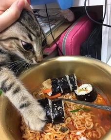 猫猫吃蔬菜吃瓜的视频,猫咪蔬菜瓜果大餐秀