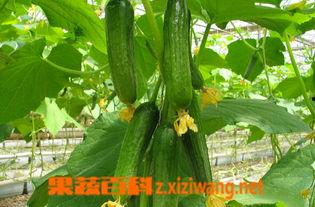 乳瓜几月份吃合适呢视频,乳瓜的最佳食用月份概述