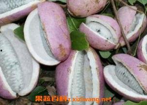 老爷爷吃八月瓜视频,传统美食的传承与魅力