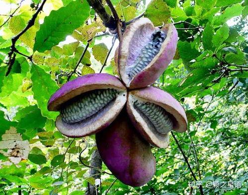 老爷爷吃八月瓜视频,传统美食的传承与魅力