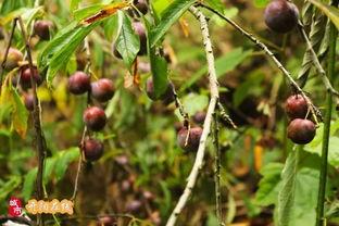 老爷爷吃八月瓜视频,传统美食的传承与魅力