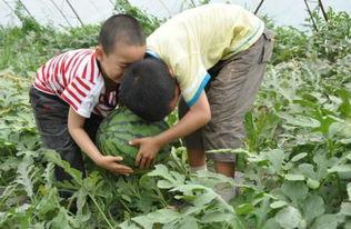 南阳红星吃瓜事件视频,一场网络热议的瓜田奇谈
