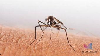 带你吃瓜灭蚊子视频大全,带你领略“吃瓜灭蚊”趣味视频盛宴