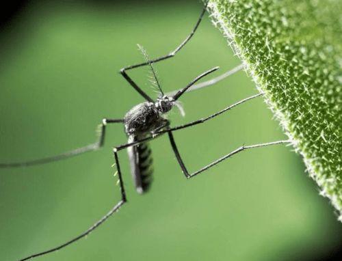 带你吃瓜灭蚊子视频大全,带你领略“吃瓜灭蚊”趣味视频盛宴