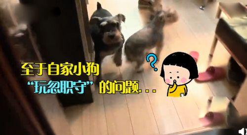 宠物吃瓜看戏视频大全集,欢乐无限大盘点