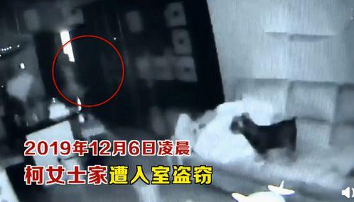 宠物吃瓜看戏视频大全集,欢乐无限大盘点