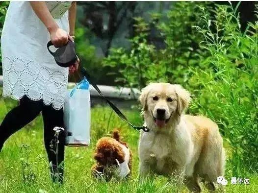 吃瓜白狗被抓捕视频播放,网络热议背后的真相揭晓