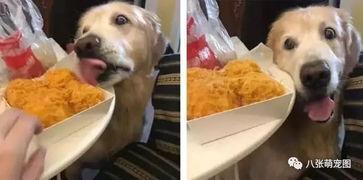 吃瓜白狗被抓捕视频播放,网络热议背后的真相揭晓