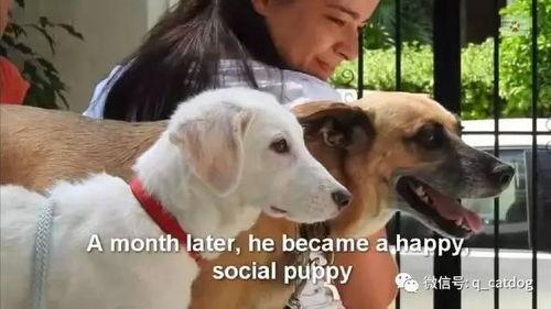 吃瓜白狗被抓捕视频播放,网络热议背后的真相揭晓