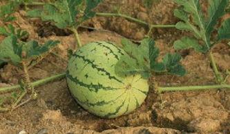 吃路边的野瓜能吃吗视频,野瓜美味还是隐患？揭秘路边野瓜的安全性