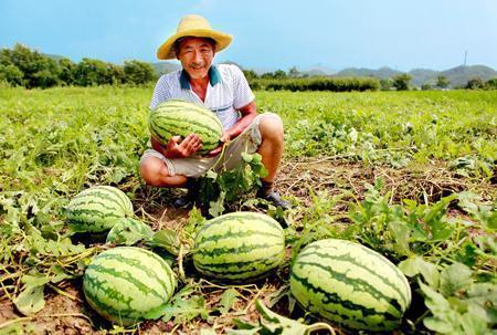 吃路边的野瓜能吃吗视频,野瓜美味还是隐患？揭秘路边野瓜的安全性