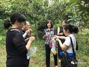 一个吃瓜游客的故事视频,一位游客的神秘吃瓜之旅揭秘