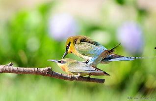 幸福鸟吃瓜视频下载,揭秘娱乐圈幕后故事