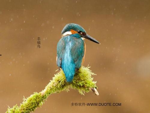 幸福鸟吃瓜视频下载,揭秘娱乐圈幕后故事