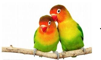 幸福鸟吃瓜视频下载,揭秘娱乐圈幕后故事