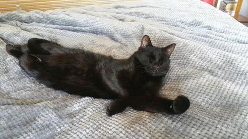 黑猫吃瓜视频,揭秘网络热点的幕后故事