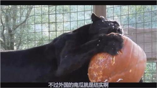 黑猫吃瓜视频,揭秘网络热点的幕后故事