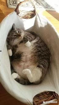 吃瓜大肥喵其他视频