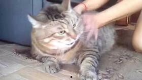 吃瓜大肥喵其他视频