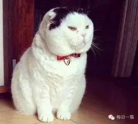 吃瓜大肥喵其他视频